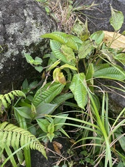 Phragmipedium longifolium