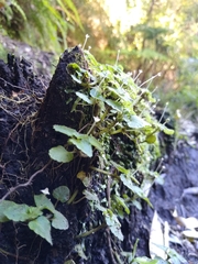 Dysopsis glechomoides