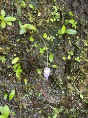 Utricularia jamesoniana