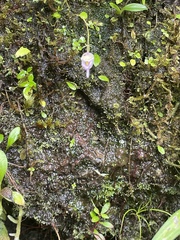 Utricularia jamesoniana