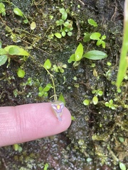 Utricularia jamesoniana