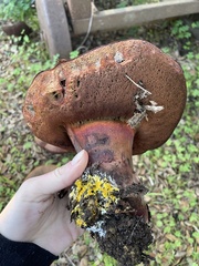 Suillellus amygdalinus