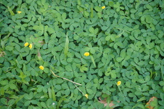 Arachis pintoi