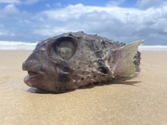 Dicotylichthys punctulatus