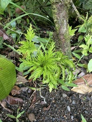 Selaginella delicatula