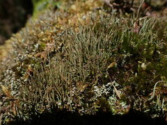 Cladonia tenerrima