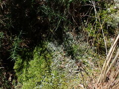 Cladonia darwinii
