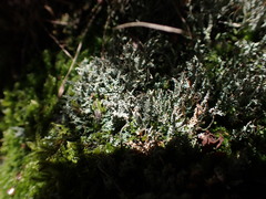 Cladonia darwinii