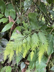 Selaginella delicatula