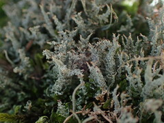 Cladonia darwinii