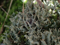 Cladonia darwinii