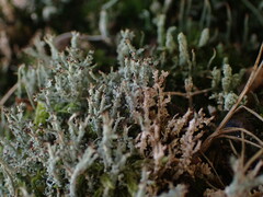 Cladonia darwinii