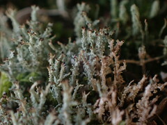 Cladonia darwinii