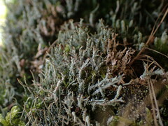 Cladonia darwinii