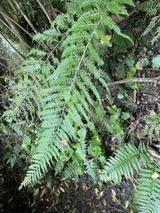 Asplenium bulbiferum