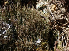 Cladonia tenerrima