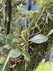 Peperomia obtusifolia