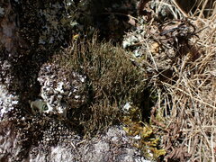 Cladonia tenerrima