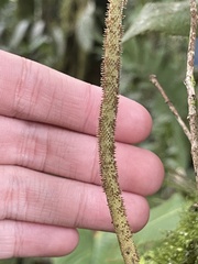 Peperomia obtusifolia