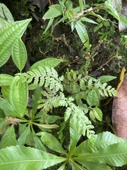 Pityrogramma calomelanos