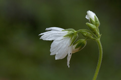 Cerastium maximum