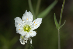 Cerastium maximum