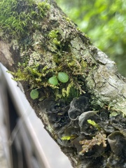 Peperomia rotundifolia