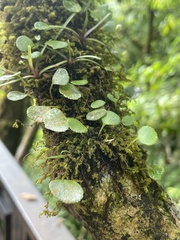 Elaphoglossum peltatum