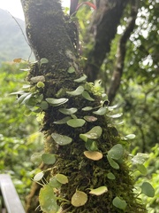 Elaphoglossum peltatum