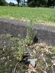 Epilobium hirtigerum