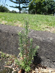 Epilobium hirtigerum
