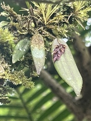 Acianthera