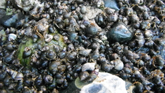Littorina scutulata
