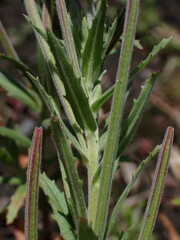 Epilobium hirtigerum