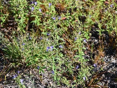 Trichostema dichotomum