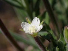 Epilobium hirtigerum