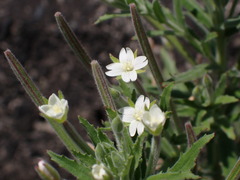 Epilobium hirtigerum