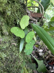 Decaloba