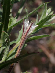 Epilobium hirtigerum