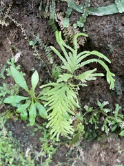 Selaginella delicatula