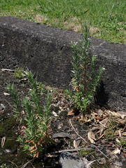 Epilobium hirtigerum