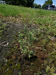 Epilobium hirtigerum