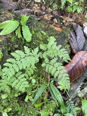 Macrothelypteris torresiana