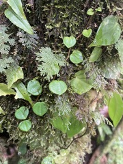 Peperomia serpens