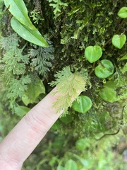Hymenophyllaceae