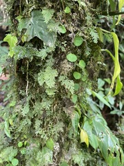Hymenophyllaceae