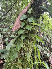 Philodendron hederaceum