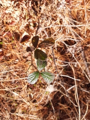 Rubus cuneifolius