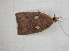 Planotortrix