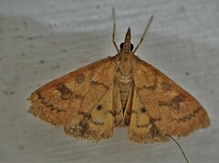 Mnesictena flavidalis
